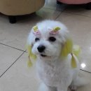 망미동물병원 이미지