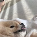 이불 속 댕댕이 이미지