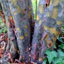 작은나무한의원 이미지