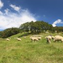 아라목장 이미지