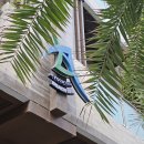 아보카(AVOCA) 이미지