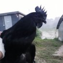 오골계식당 이미지