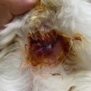 이레외과동물병원 이미지