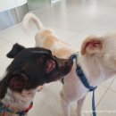 홍성종합동물병원 이미지