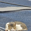 베가스테이 이미지