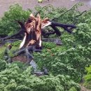 느티나무사거리 이미지