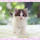 도레미캣 고양이분양 남양주 다산점 이미지