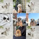 안산 요미독앤캣 강아지분양 고양이분양 | 강남구 강아지 분양 요미독 강아지 고양이 분양 애견샵 강남점 업체 정보