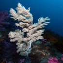 바다소나무 이미지