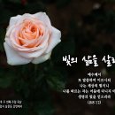 PICTURE&TEXT_20240602_빛의 삶을 살라!_요한복음 8장 12절_오순절 후 두 번째 주일 묵상_빛 가운데 장미_밀양시 삼 이미지