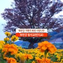 거례리 | 북한강 거례리 화천 사랑나무 북한강 칠석교(반지교)