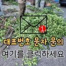 대림벌목