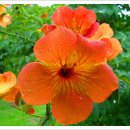 부산수목전시원 이미지