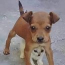 멍멍개야 이미지