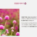 천일홍축제 이미지