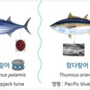 참다랑어심해