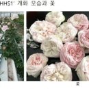 장미산업자원