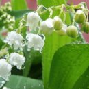 뮤게(muguet) 이미지
