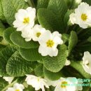 한아름농원 이미지