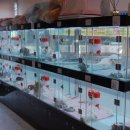 도그월드 이미지