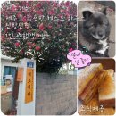 제주도조용한게스트하우스산방산 | [서귀포시] 2월 제주여행 제주도 조용한 게스트하우스 산방산점 (1인 여행자 전용 게하)
