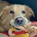 강아지의 하루 이미지