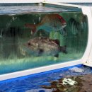 군산대게수산 이미지