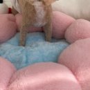 동글하개 이미지