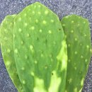 노팔(Nopal)선인장의 효능 이미지