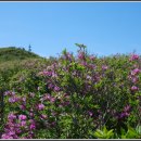 Re: 남원 봉화산(烽火山) 철쭉 이미지