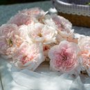 패밀리(84) 이미지