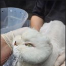 야옹아 놀자 이미지