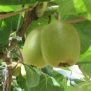 참다래집 이미지