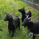 녹색흑염소 이미지