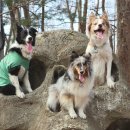 금강콘테이너 | 양평 거북섬 예약방법 금액 강아지랑 놀기 좋은 곳