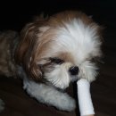 올리브덴탈 이미지