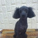 아지양이 펫샵 이미지