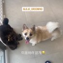 그루밍 샵 제제 이미지