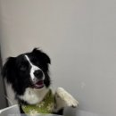 꼬숩당개 이미지