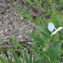 삼백초(멸종위기 야생식물 2급. 환경부 식-50) 이미지