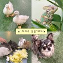 해피주 동물카페 원주점 | 원주혁신도시카페 해피주 동물카페｜원주아이랑·커플 원주실내데이트 추천!