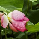 속초초등학교 이미지