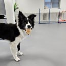 차차네 유치원 이미지