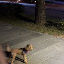 세이보석 | 광교 앨리웨이 위커파크: 세이커피와 함께하는 강아지 동반 카페 후기