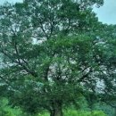 김삿갓로 이미지