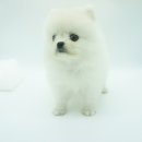 화이트포메라니안 이미지