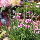 수림꽃농원 이미지