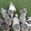 사랑해줄개 이미지