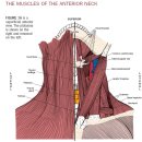 palpation of the anterior neck. 경추 전방의 촉진과 검진 이미지