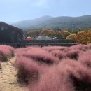 2021-10-19(화)경북 칠곡 가산 홍붉은 물결 수피아 핑크뮬리 힐링여행 이미지